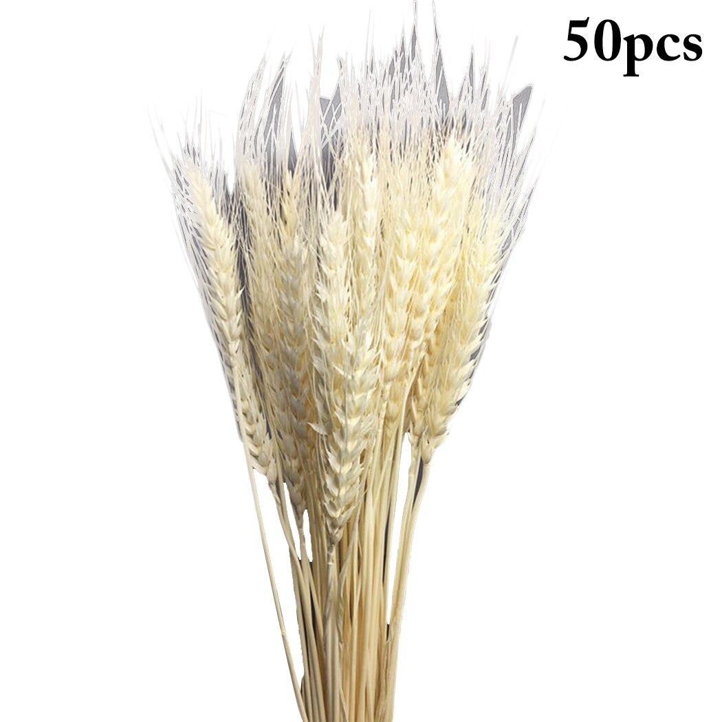 50Pcs/Bundle Rural Art Wheat Ears Dried Wheat Sheaves Elegant Pressed Flowers DIY Home Decorations Desktop Furnishings-ebowsos