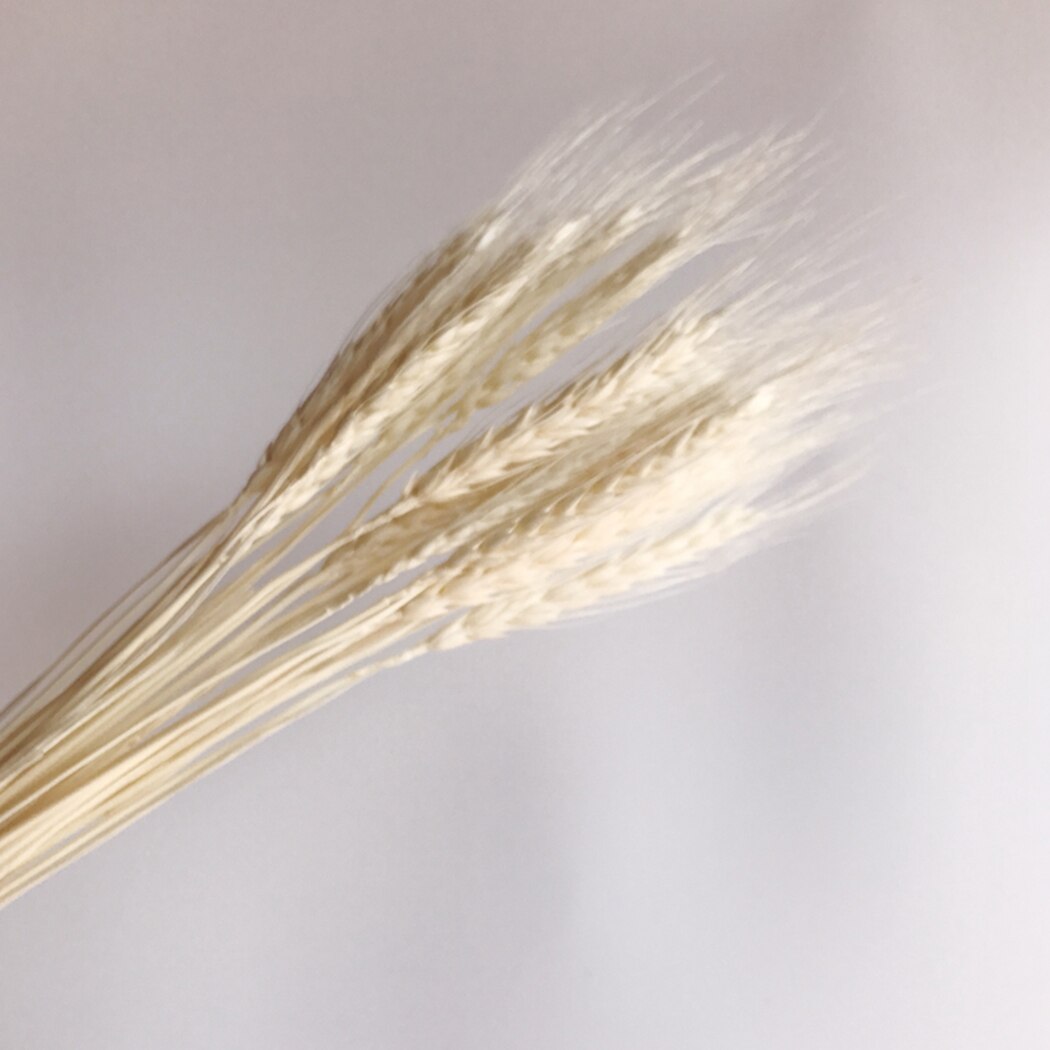 50Pcs/Bundle Rural Art Wheat Ears Dried Wheat Sheaves Elegant Pressed Flowers DIY Home Decorations Desktop Furnishings-ebowsos