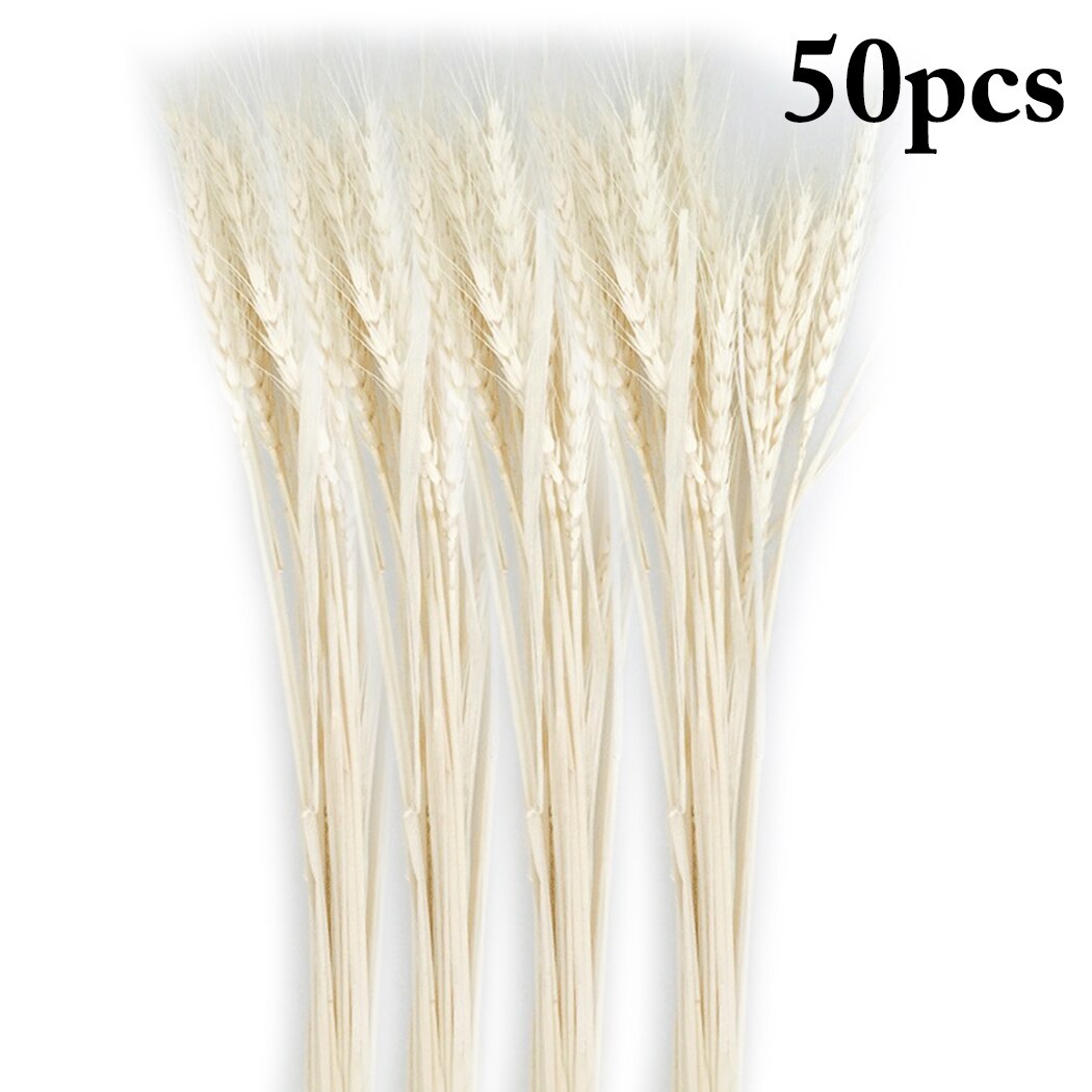 50Pcs/Bundle Rural Art Wheat Ears Dried Wheat Sheaves Elegant Pressed Flowers DIY Home Decorations Desktop Furnishings-ebowsos