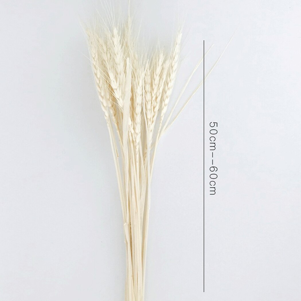 50Pcs/Bundle Rural Art Wheat Ears Dried Wheat Sheaves Elegant Pressed Flowers DIY Home Decorations Desktop Furnishings-ebowsos