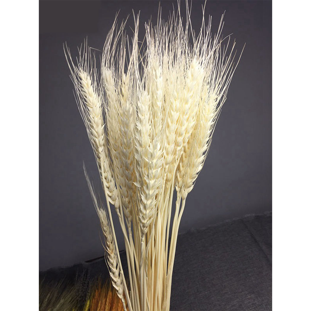 50Pcs/Bundle Rural Art Wheat Ears Dried Wheat Sheaves Elegant Pressed Flowers DIY Home Decorations Desktop Furnishings-ebowsos