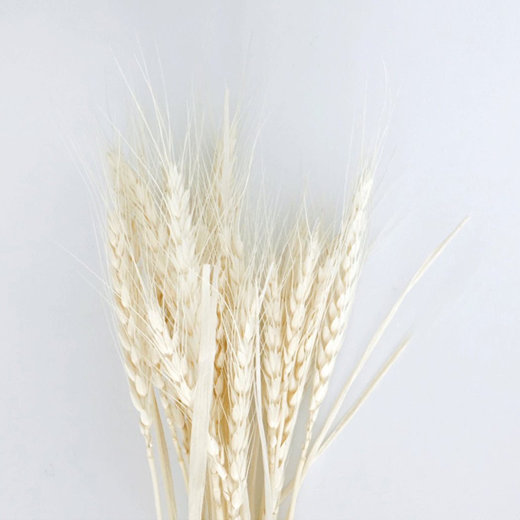 50Pcs/Bundle Rural Art Wheat Ears Dried Wheat Sheaves Elegant Pressed Flowers DIY Home Decorations Desktop Furnishings-ebowsos