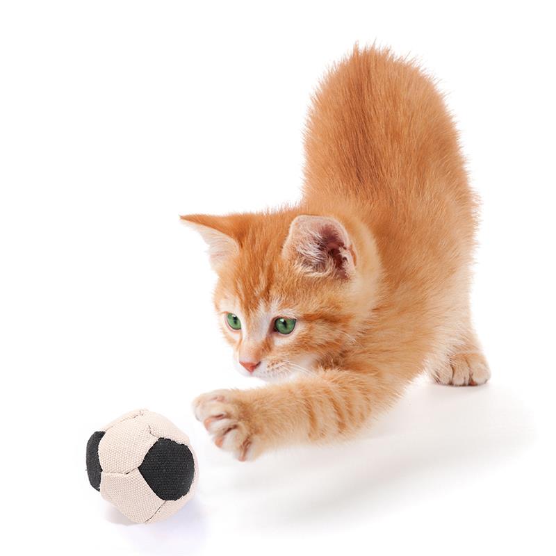 6pcs Bite Resistant Pet Ball Toys Set Creative Canvas Football Shape Cat Ball Toy Cat Play Toy Pet Supplies Cat Favors-ebowsos