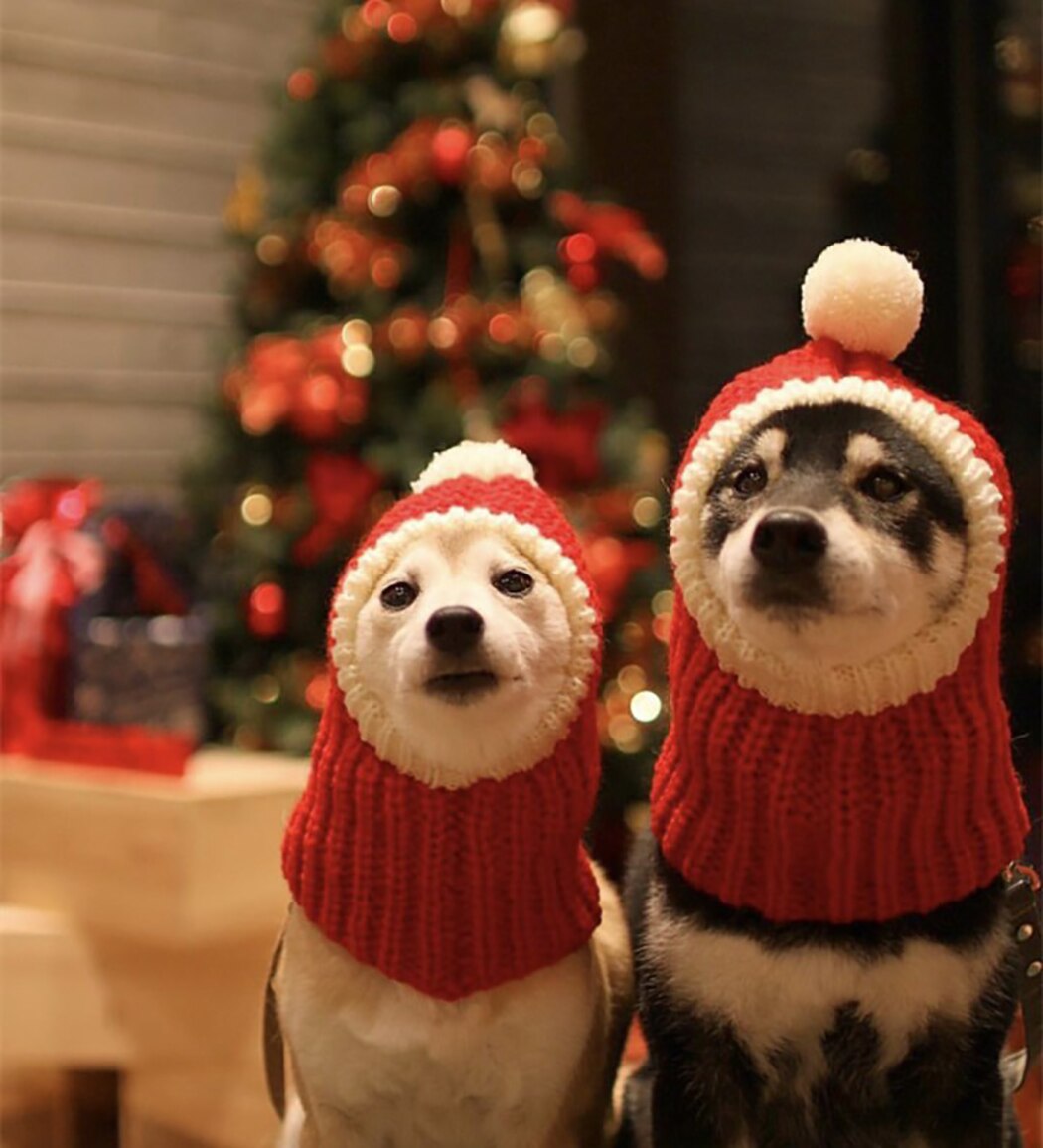 Christmas Knitted Pets Store Warm Lovely Dog Hats For Pets Cats Winter Warm Knitting Dog Cap Dog Beanie For Puppies Kittens-ebowsos