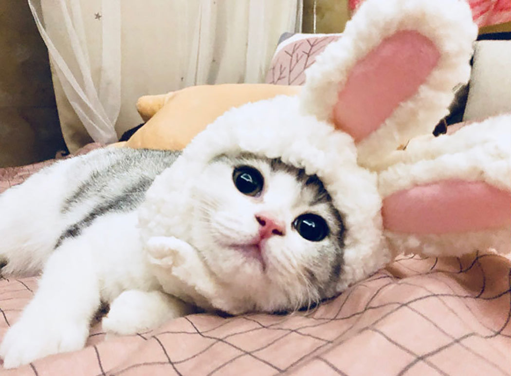 Cute Funny Pet Cat Dog Bunny Ears Dress Cap Easter Rabbit Ear Headdress Costume Cosplay Clothing Props For Home Pet-ebowsos